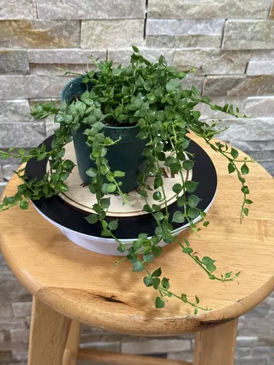 plant/Dischidia Ruscifolia aka Million Hearts.-0-thumbnail