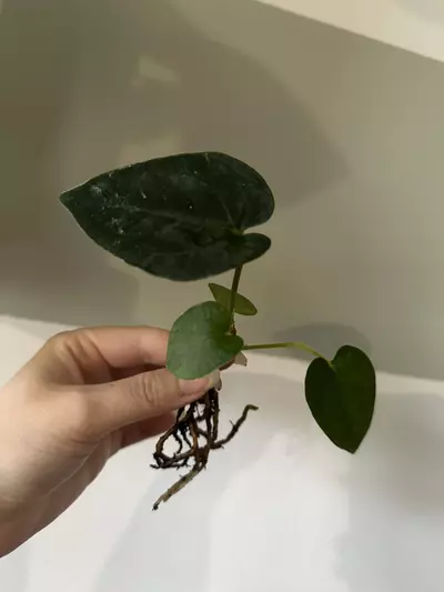 plant/Anthurium (AOS (Ace of Spades) x Pap) X Windy Dressleri Rooted Bottom Cutting-0-thumbnail