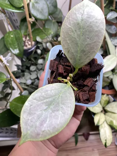 plant/Hoya ‘Rowena’ (Sunrise x Obovata)-0-thumbnail