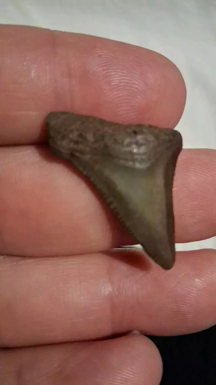 free_shipping/Augustin shark tooth-0