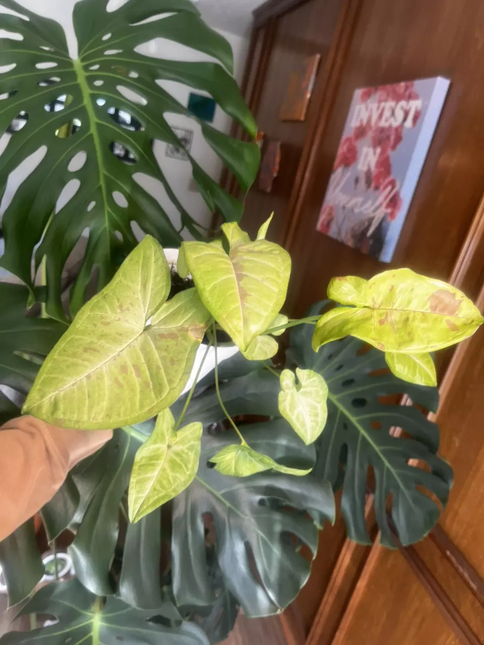plant/Syngonium milk confetti pink variegated-0