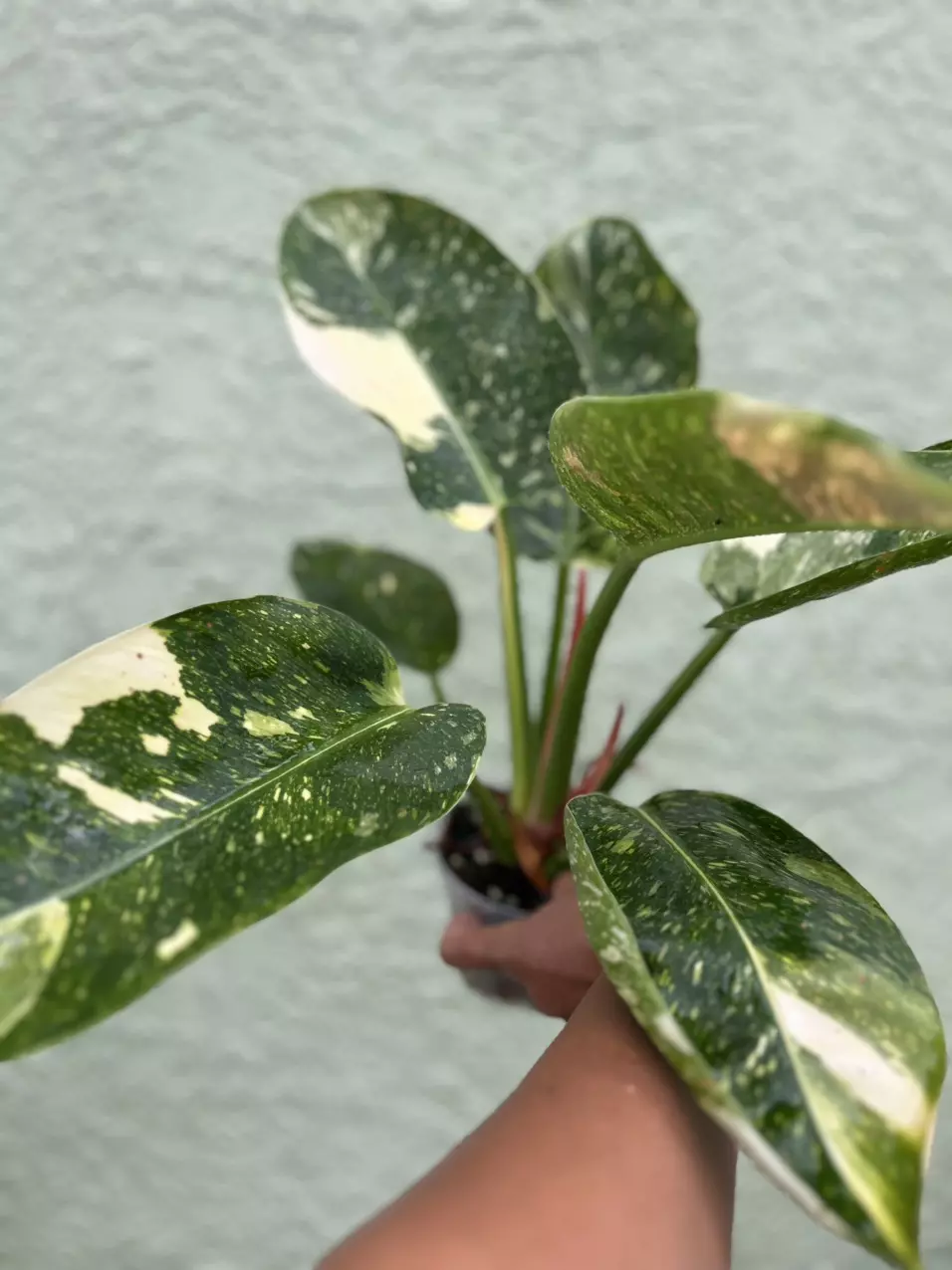plant/Philodendron Congo Nuclear-1