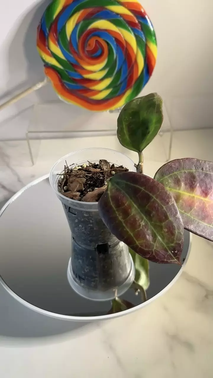plant/Hoya sp.IV from WMZ-1