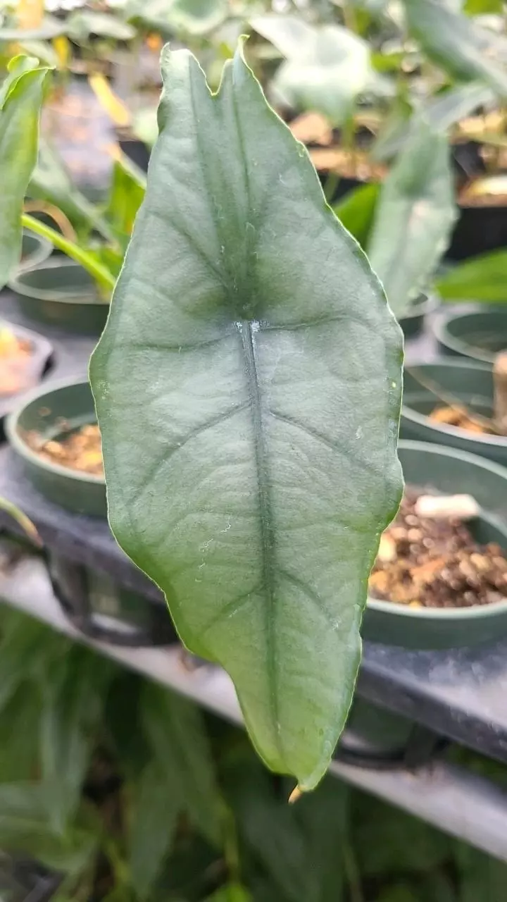 plant/Alocasia Dragon's Breath-0