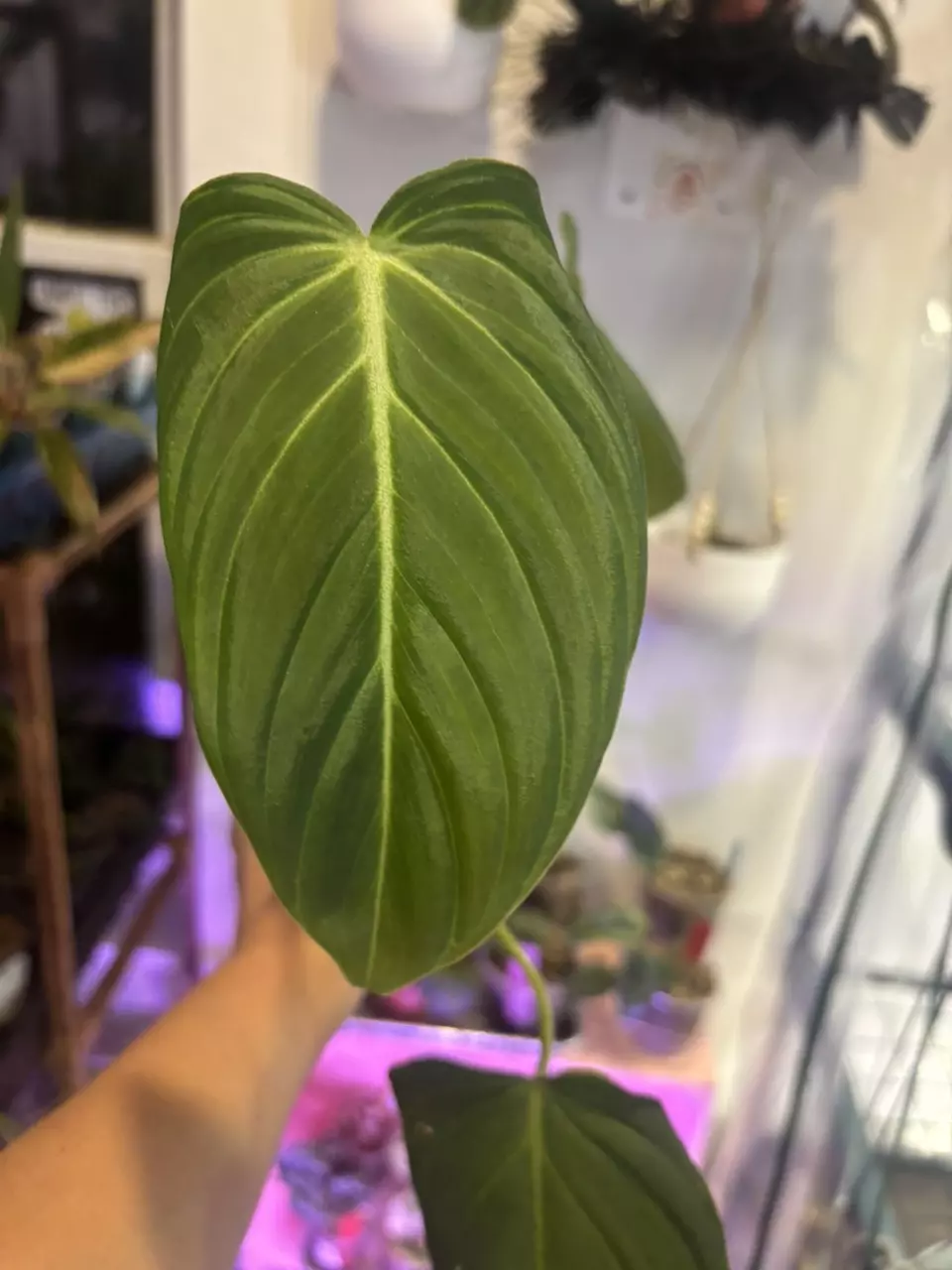 plant/Philodendron melano var revert-0