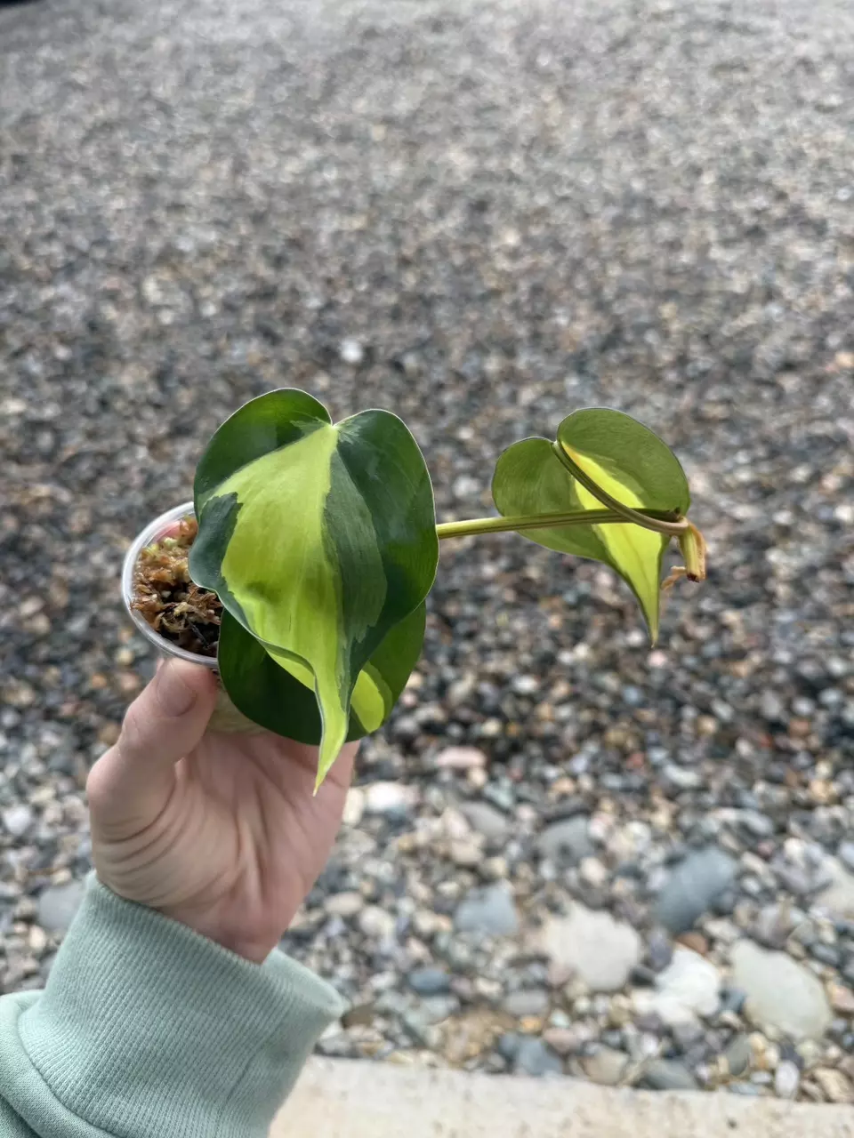 plant/Philodendron Brasil Cuttings *Growers Choice*-1