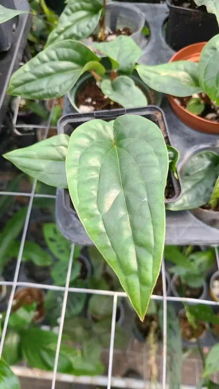 plant/Anthurium radicans x Luxurians-1