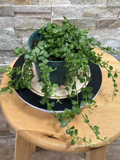 plant/Dischidia Ruscifolia aka Million Hearts.-1-thumbnail