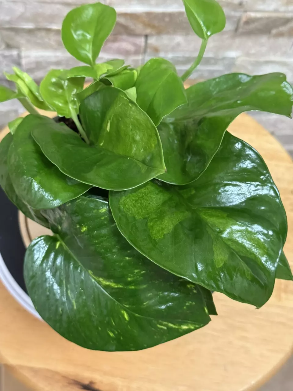 plant/Hidden Gem Pothos-3