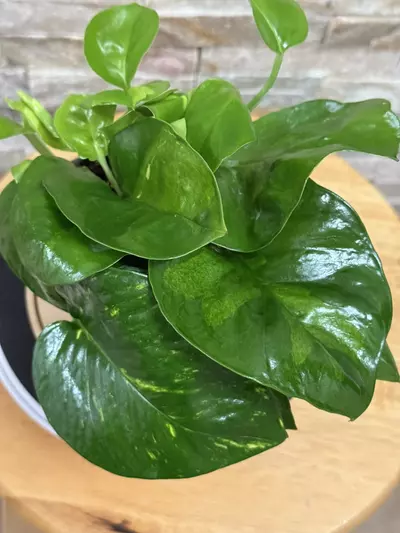 plant/Hidden Gem Pothos-3-thumbnail
