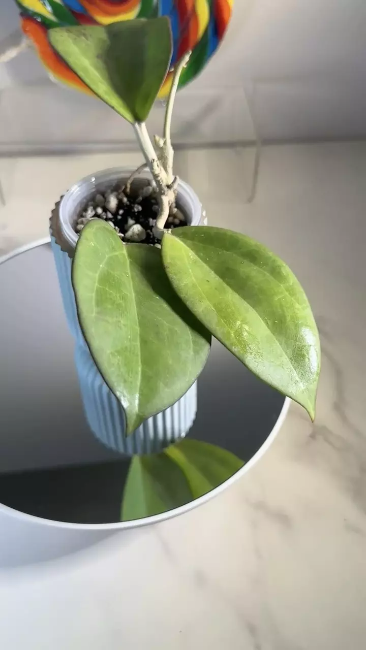 plant/Hoya Vitellina (fusco marginata)-0
