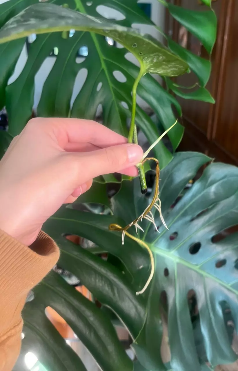 plant/Epi Pinnatum Albo rooted cutting with active growth-2