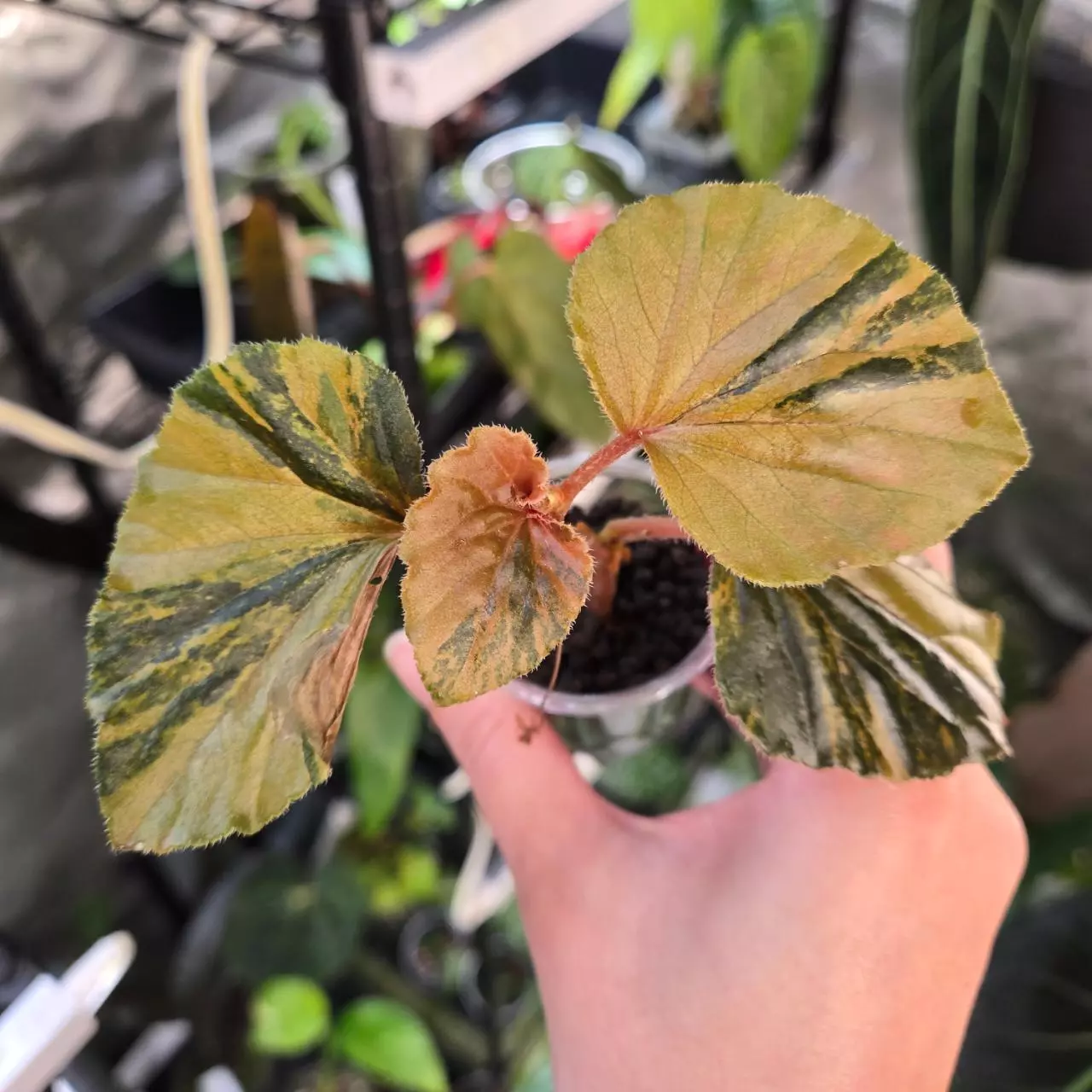 plant/Begonia Cucullata Variegated-0