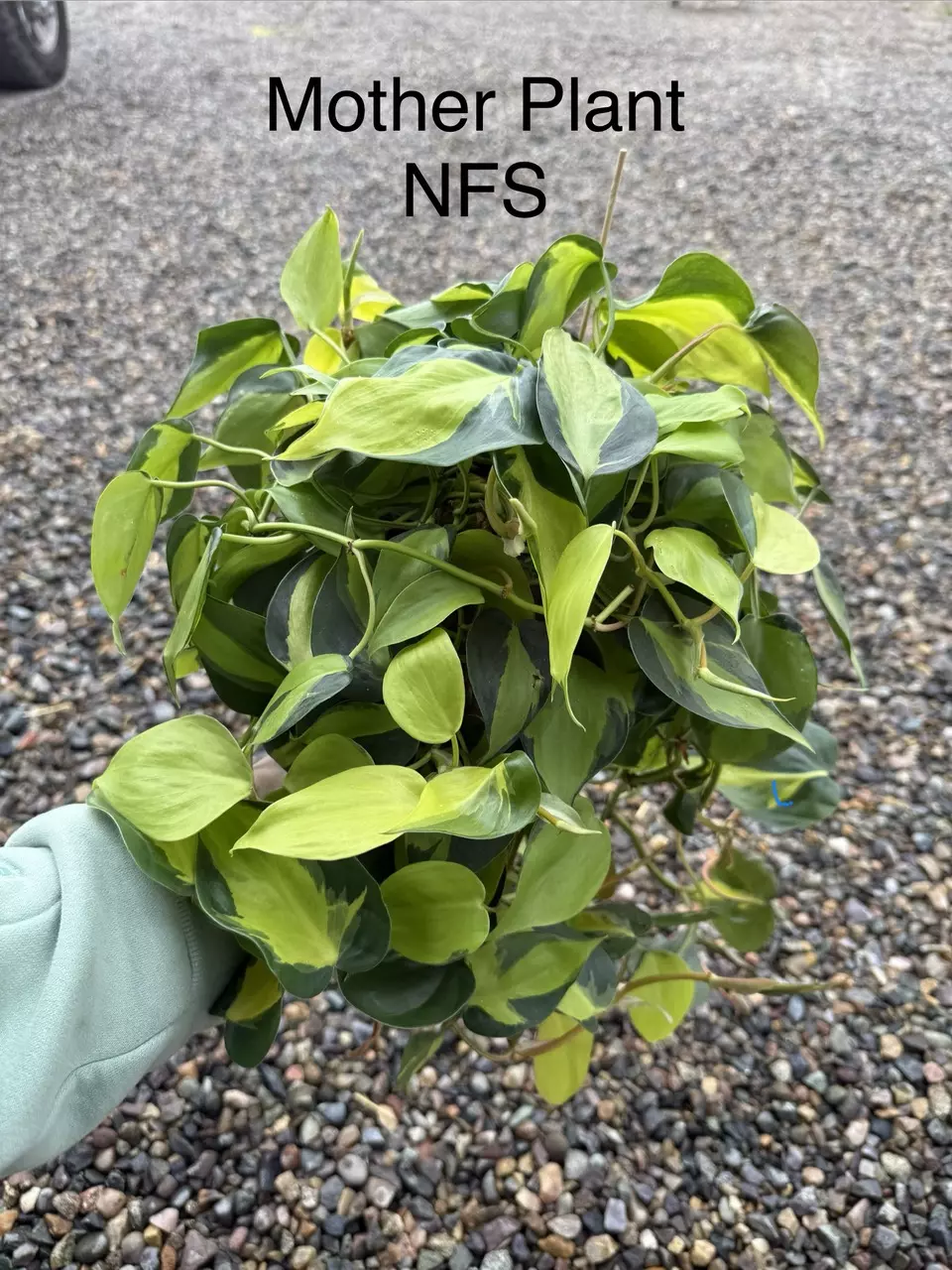 plant/Philodendron Brasil Cuttings *Growers Choice*-8