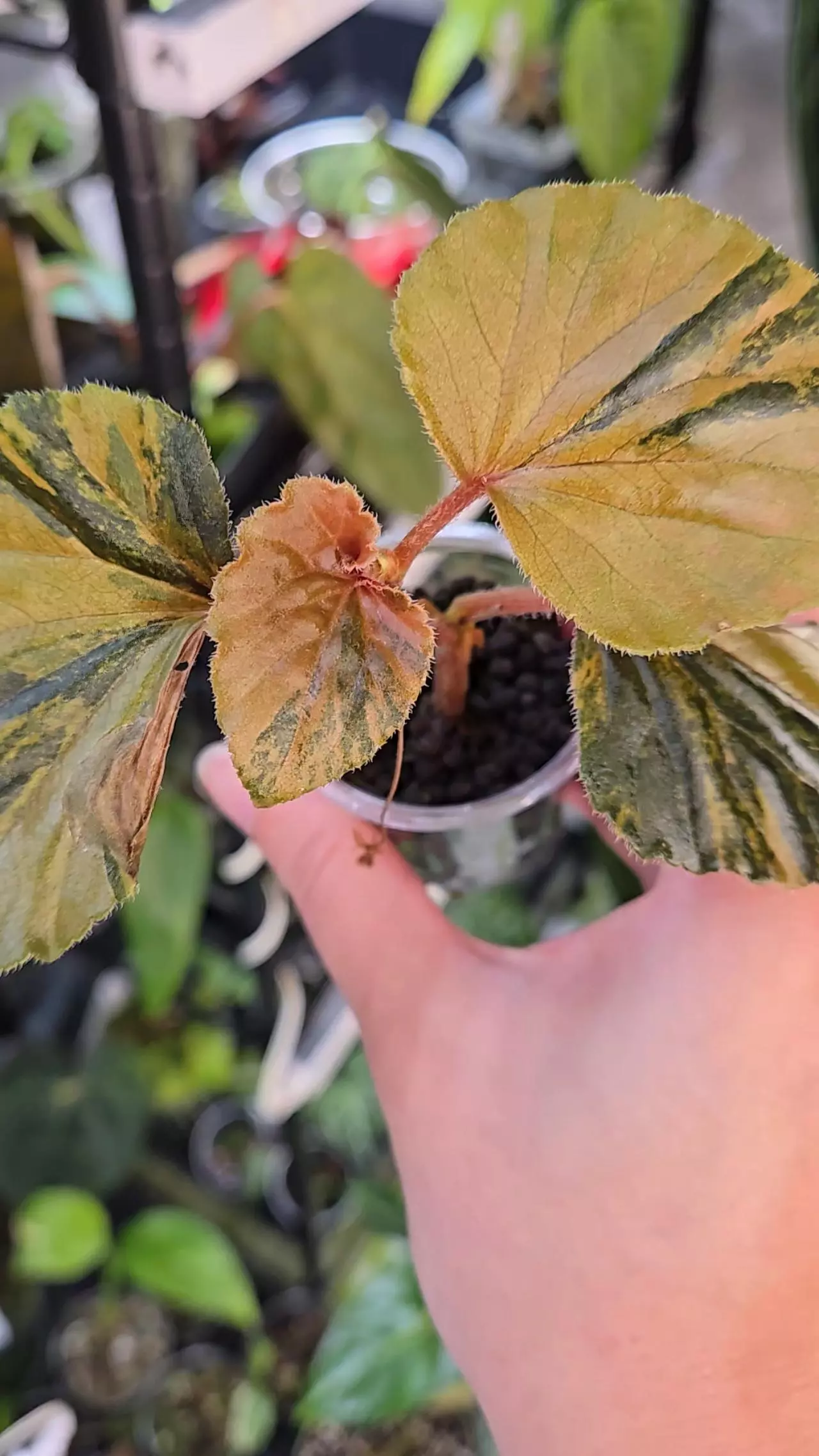 plant/Begonia Cucullata Variegated-1