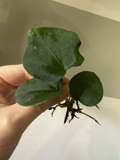 plant/Anthurium FS (Fort Sherman) Self X NSE AOS (Ace of Spades) Rooted Cutting-1-thumbnail