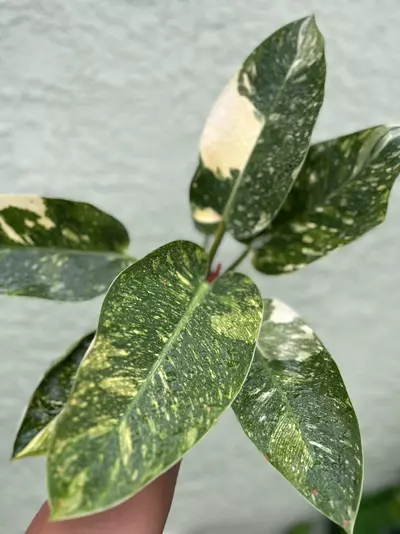 plant/Philodendron Congo Nuclear-2-thumbnail