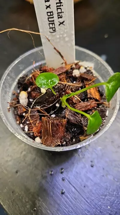 plant/(M3) Morticia x (Carla x BVEP)-1-thumbnail