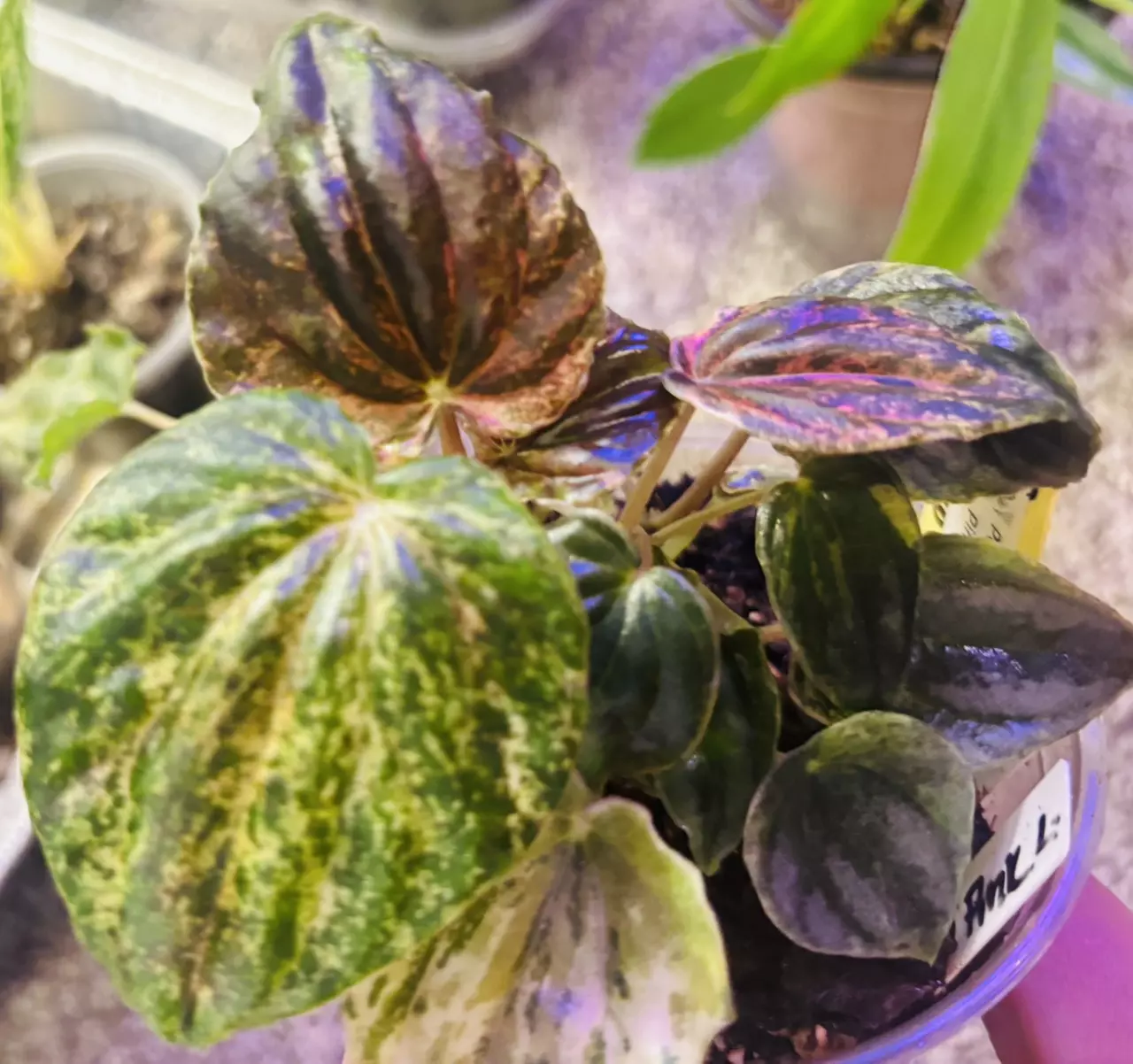plant/Peperomia marmorata pink lady-4