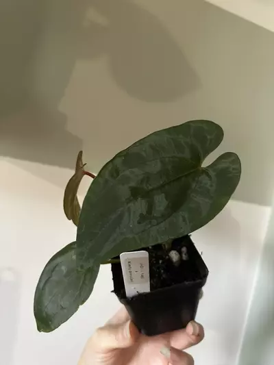 plant/Anthurium (AOS (Ace of Spades) x Pap) X Windy Dressleri Rooted Bottom Cutting-3-thumbnail