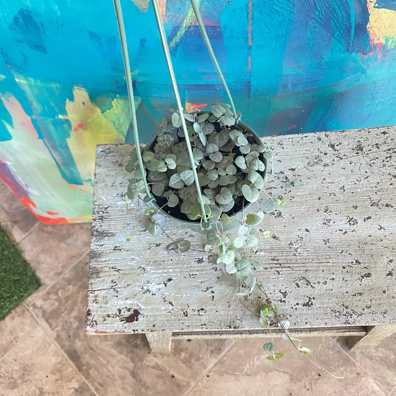 plant/Ceropegia String of Hearts 💕-6