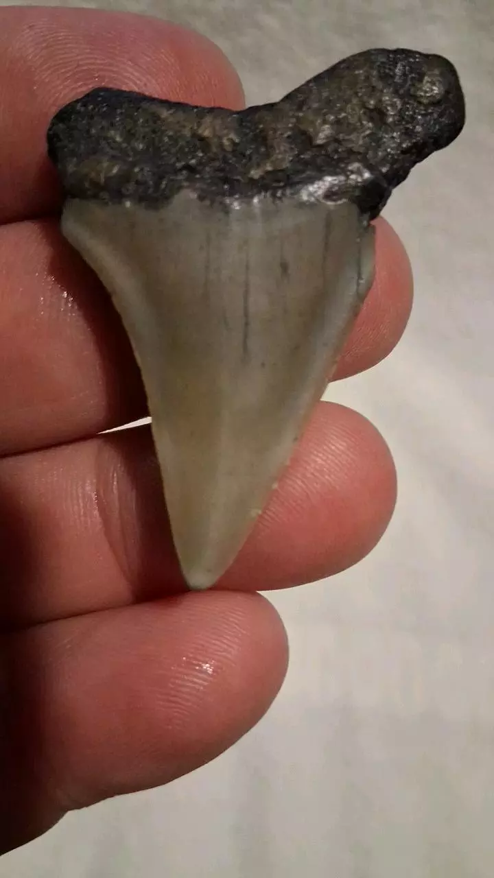 free_shipping/1.8 in Hastalis-1