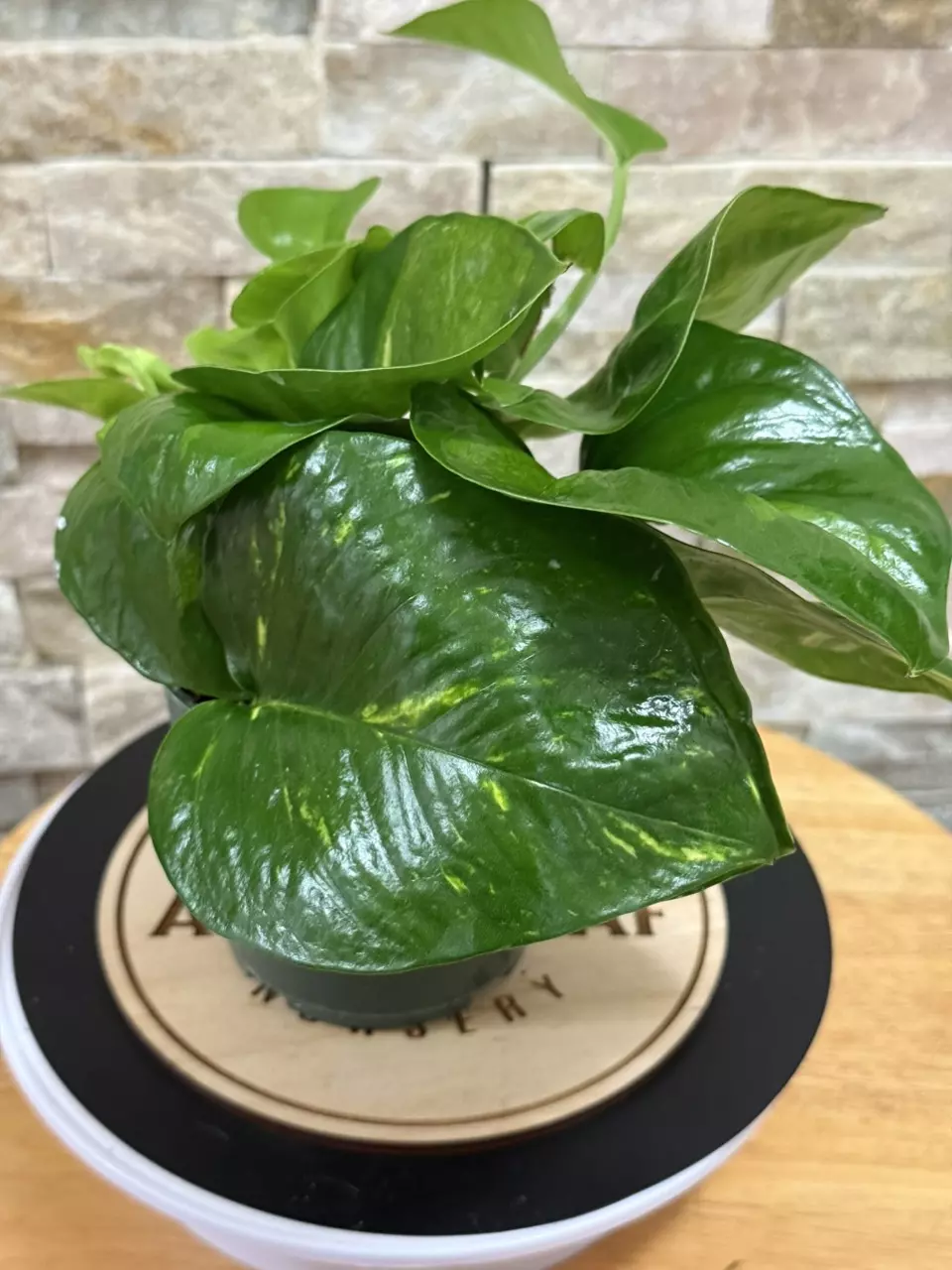 plant/Hidden Gem Pothos-1