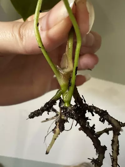 plant/Anthurium FS (Fort Sherman) Self X NSE AOS (Ace of Spades) Rooted Cutting-2-thumbnail