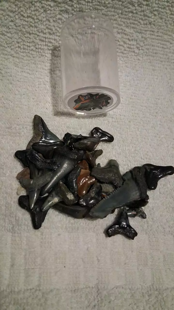 free_shipping/Assorted fossilized teeth-1