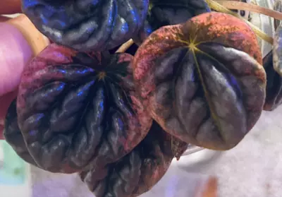 plant/Peperomia Abricos-0-thumbnail