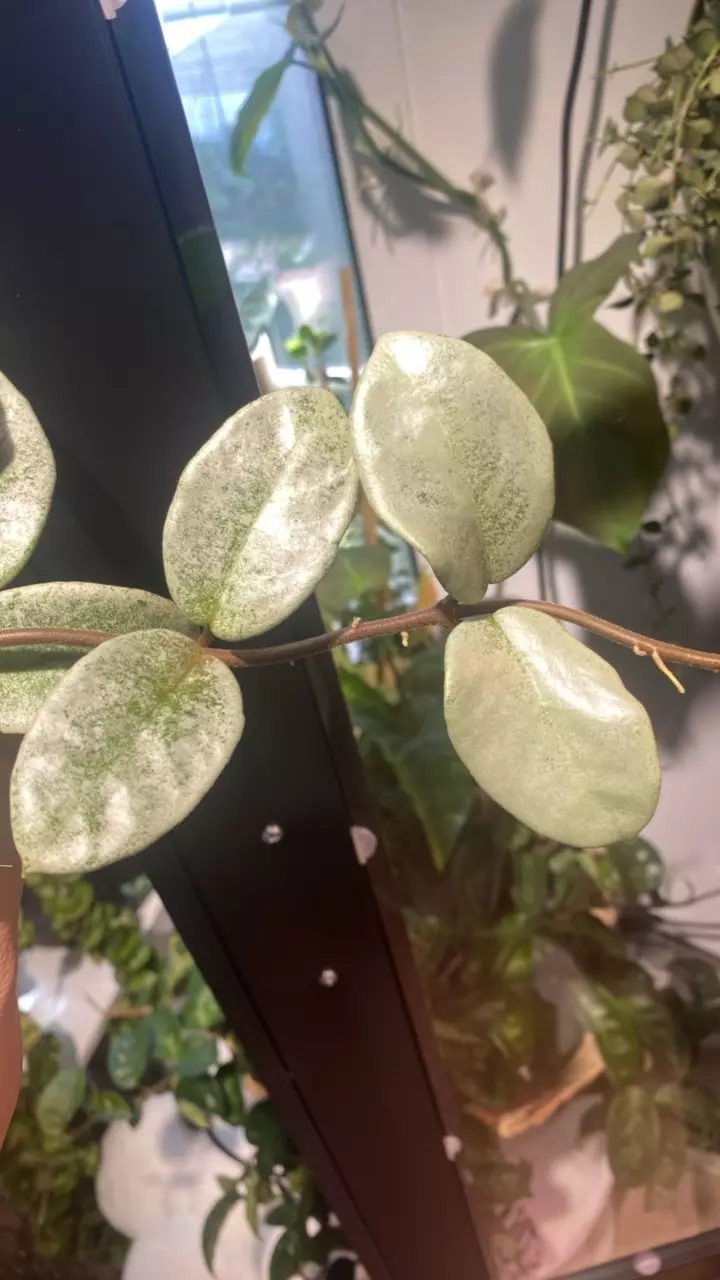 plant/Nova Ghost Starter-3