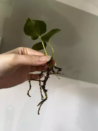 plant/Anthurium FS (Fort Sherman) Self X NSE AOS (Ace of Spades) Rooted Cutting-4-thumbnail