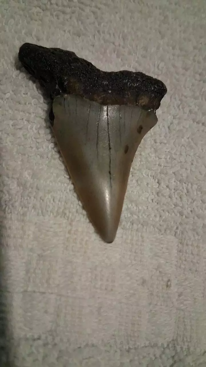 free_shipping/1.8 in Hastalis-0