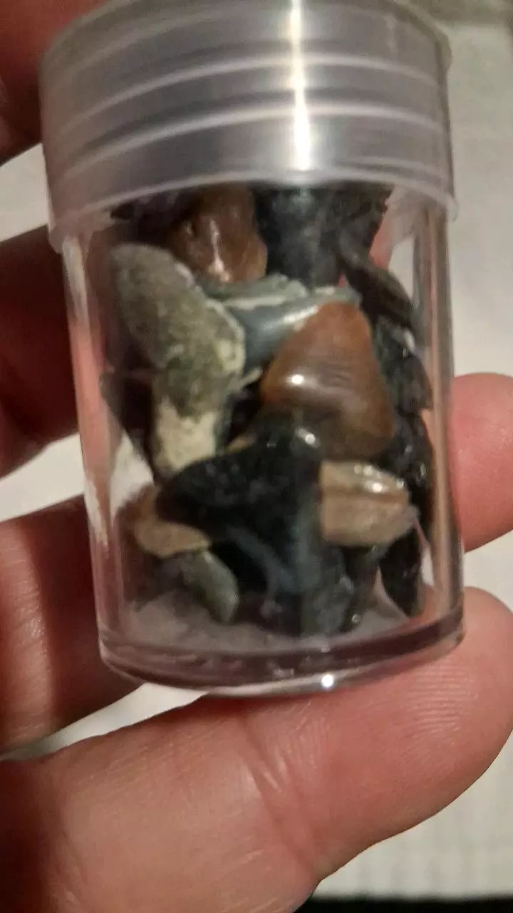 free_shipping/Assorted fossilized teeth-0