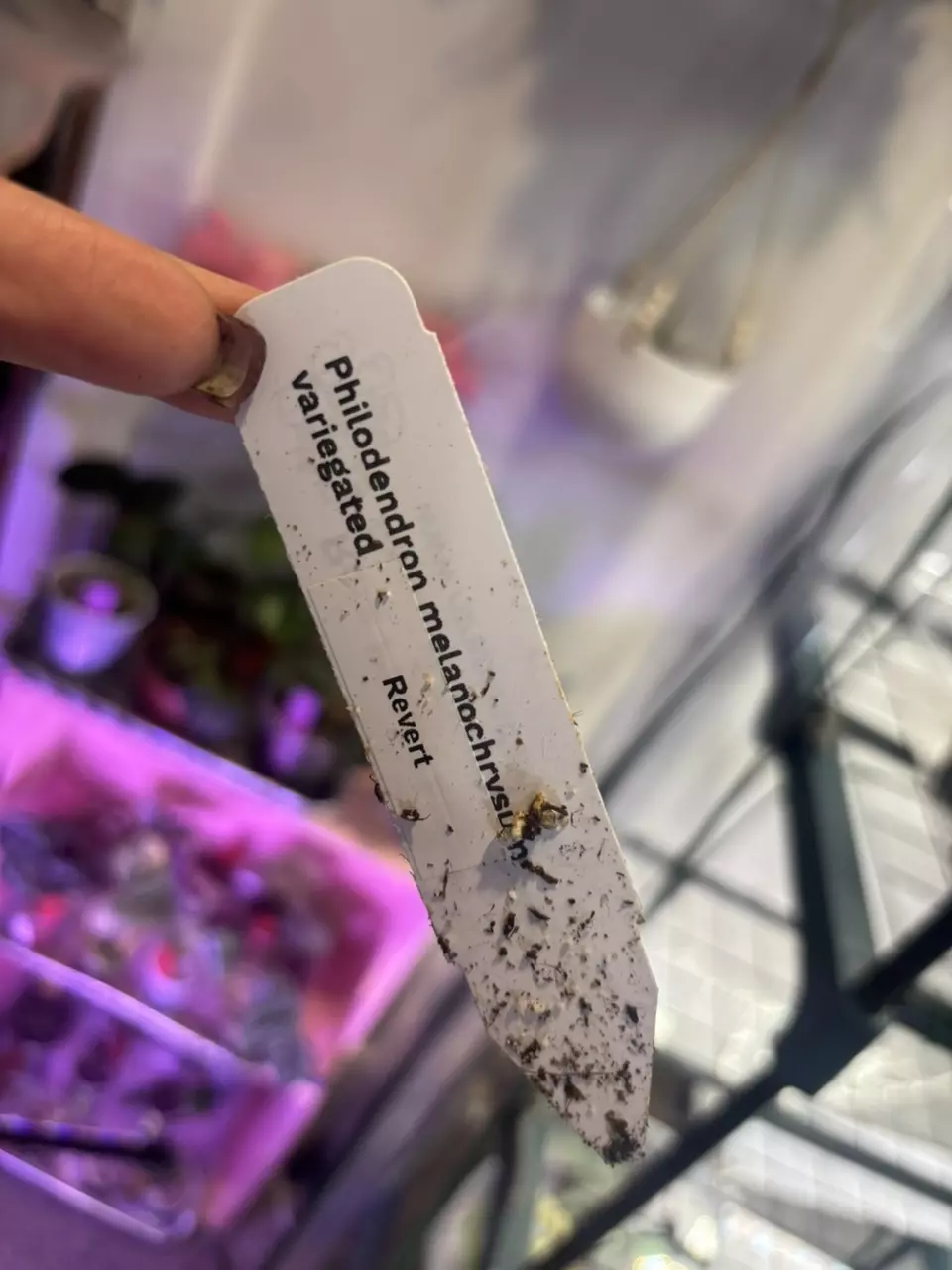 plant/Philodendron melano var revert-3