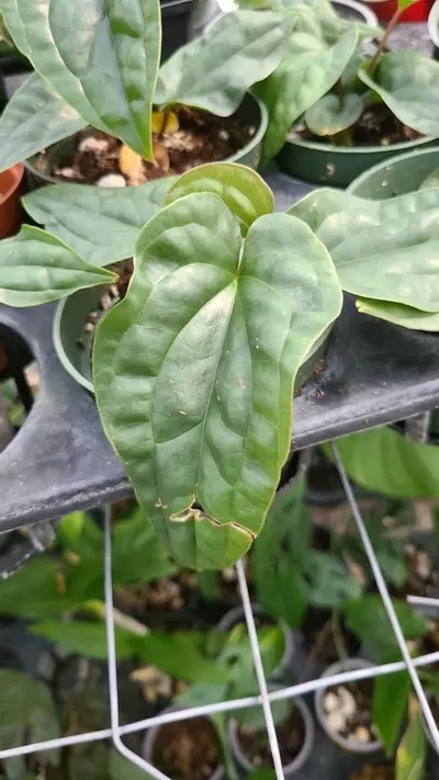 plant/Anthurium radicans x Luxurians-3-thumbnail