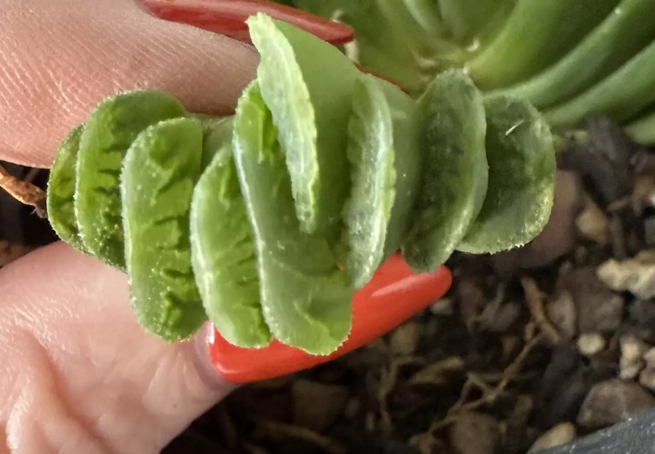 plant/Haworthia truncata-2