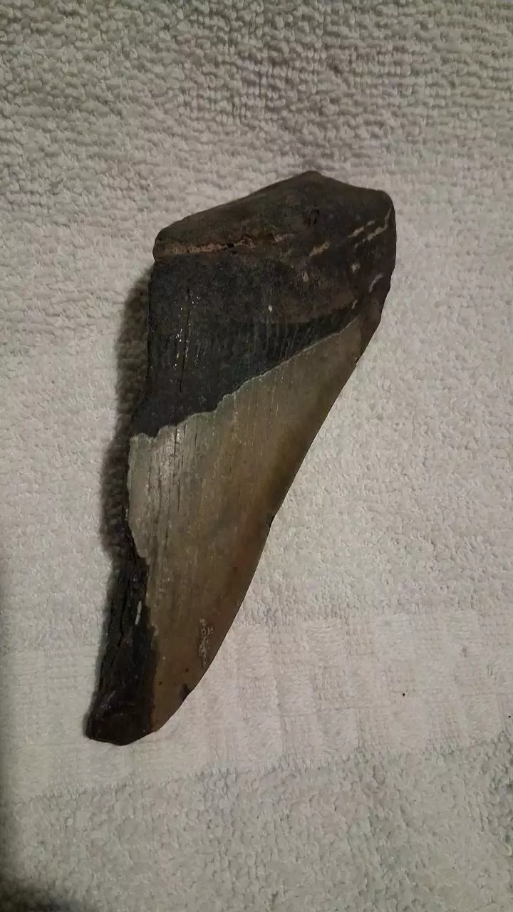free_shipping/Megalodon Fragment-0