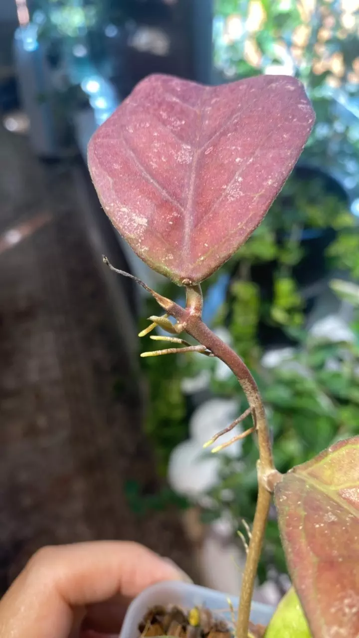 plant/Sunstressed Patchawalarai Ice-1