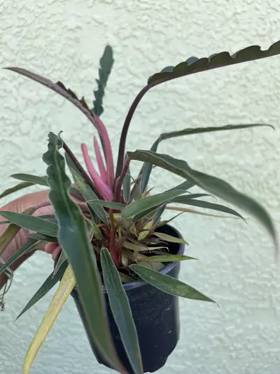 plant/Philodendron Pluto Multation-2-thumbnail