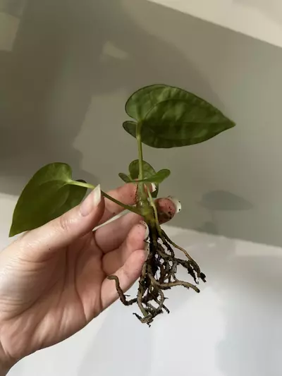 plant/Anthurium (AOS (Ace of Spades) x Pap) X Windy Dressleri Rooted Bottom Cutting-2-thumbnail