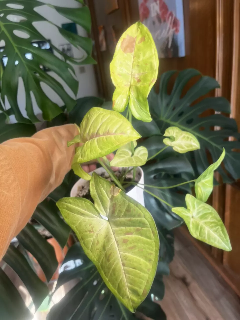 plant/Syngonium milk confetti pink variegated-1