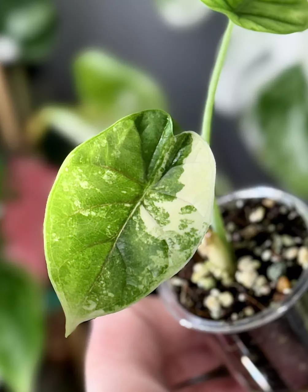 plant/Alocasia Sinuata Albo-0