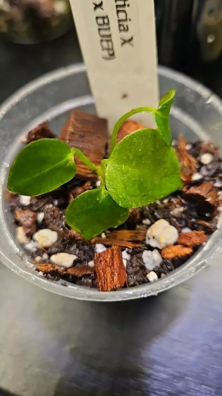 plant/(M4) Morticia x (Carla x BVEP)-0