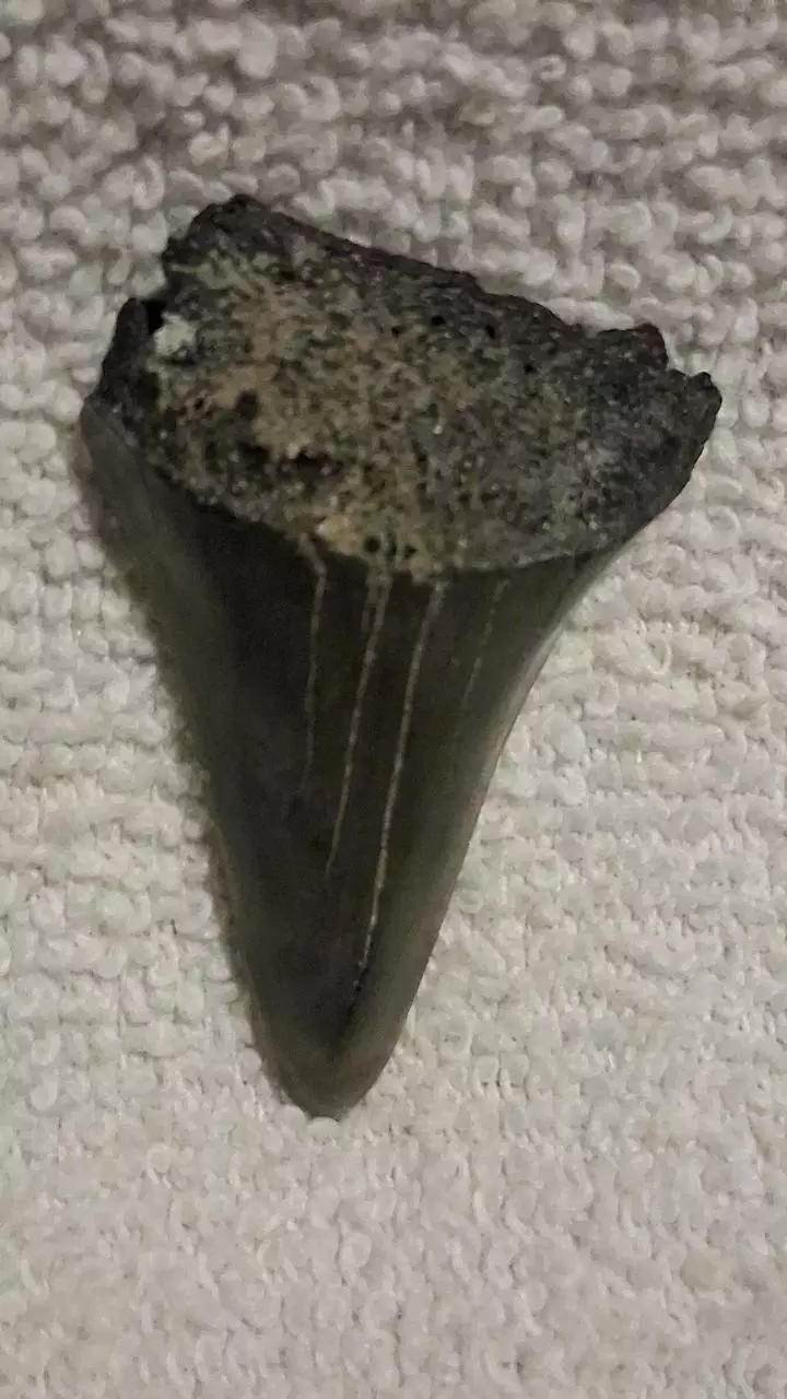 free_shipping/1.6 in Hastalis-0