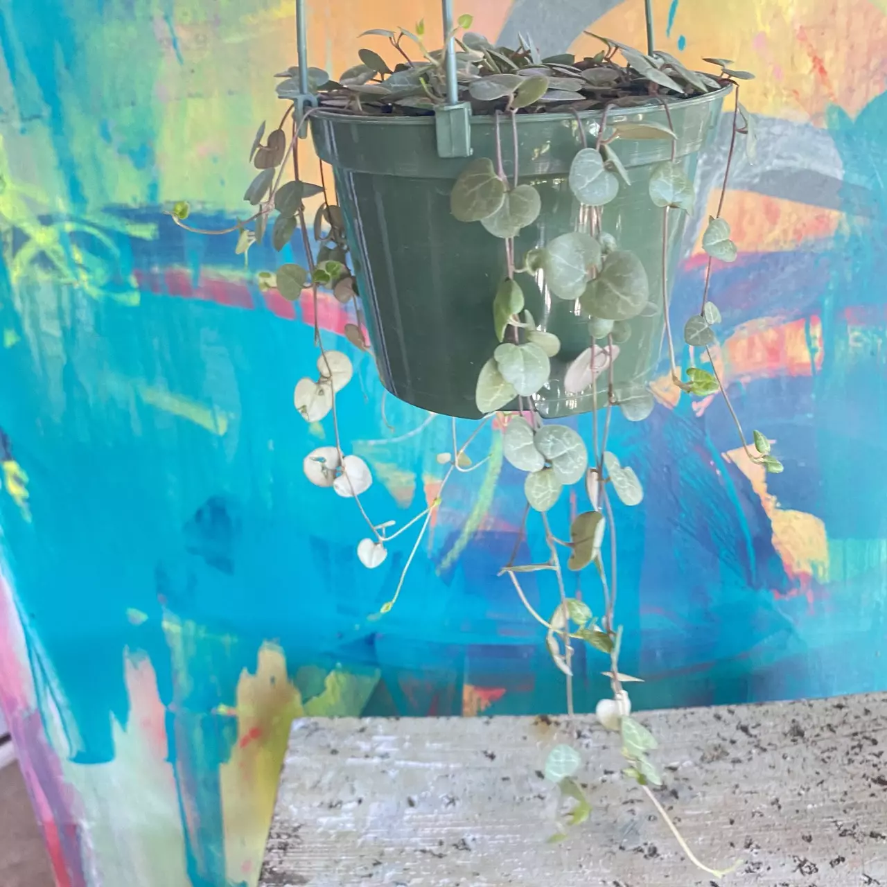 plant/Ceropegia String of Hearts 💕-0