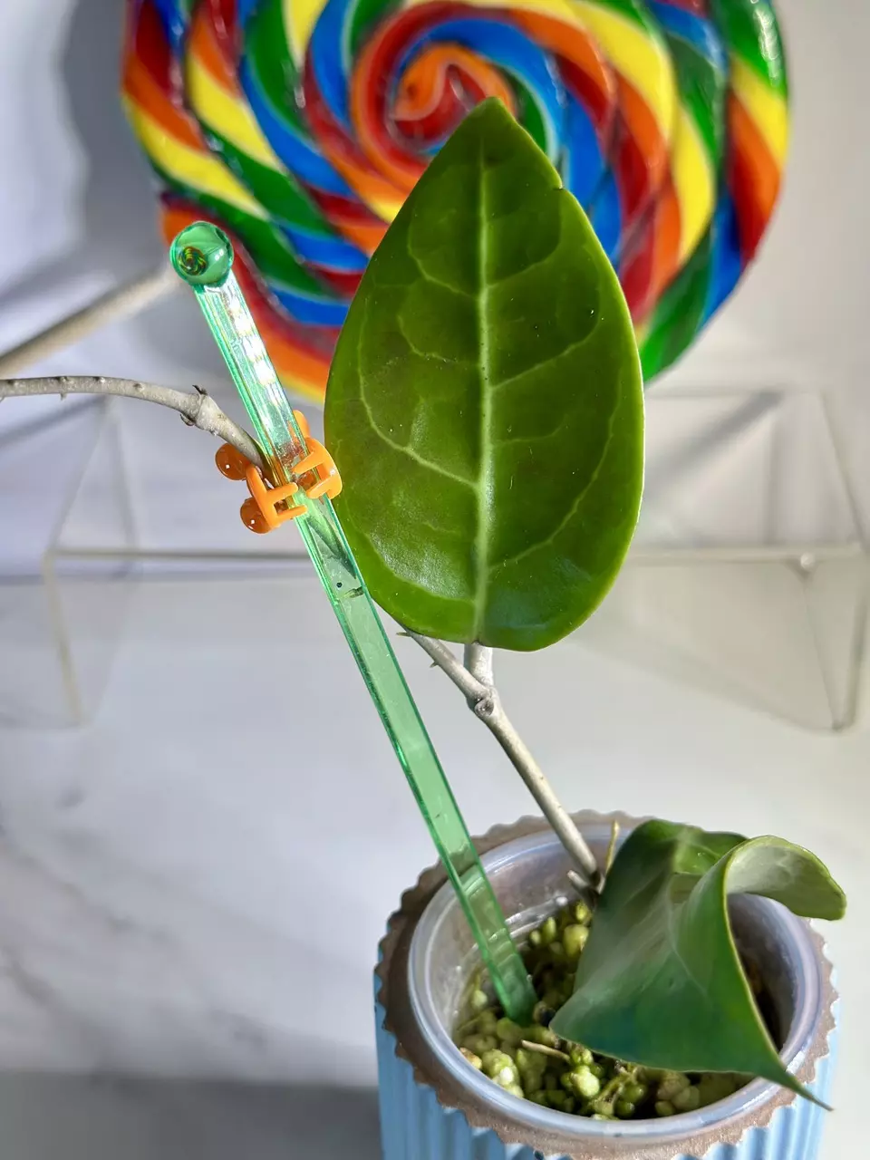 plant/Hoya Taggamus outsr variegation-1