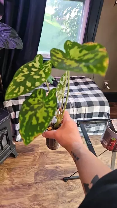 plant/Hilo Beauty (H2)-0-thumbnail