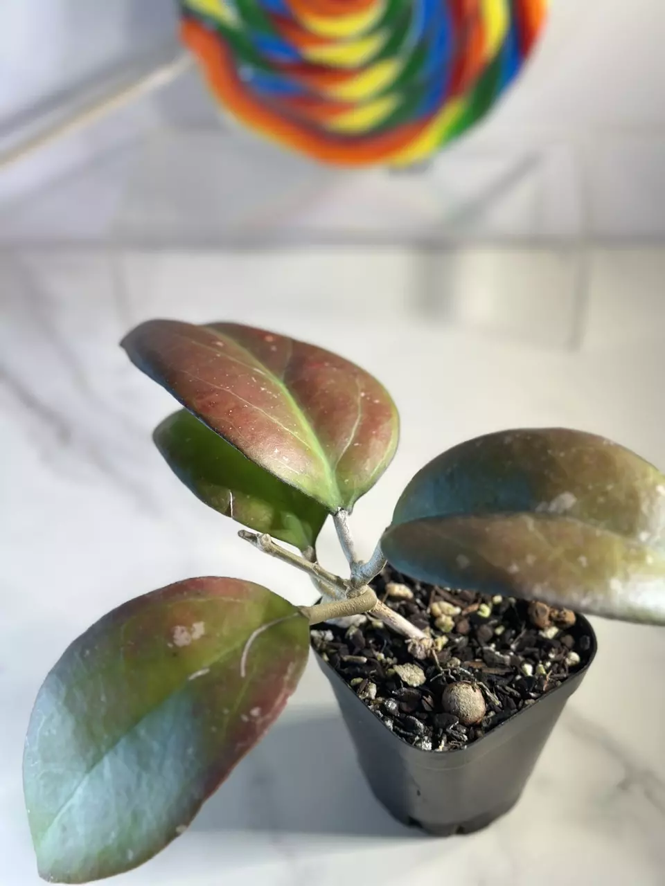 plant/Hoya Joy-2
