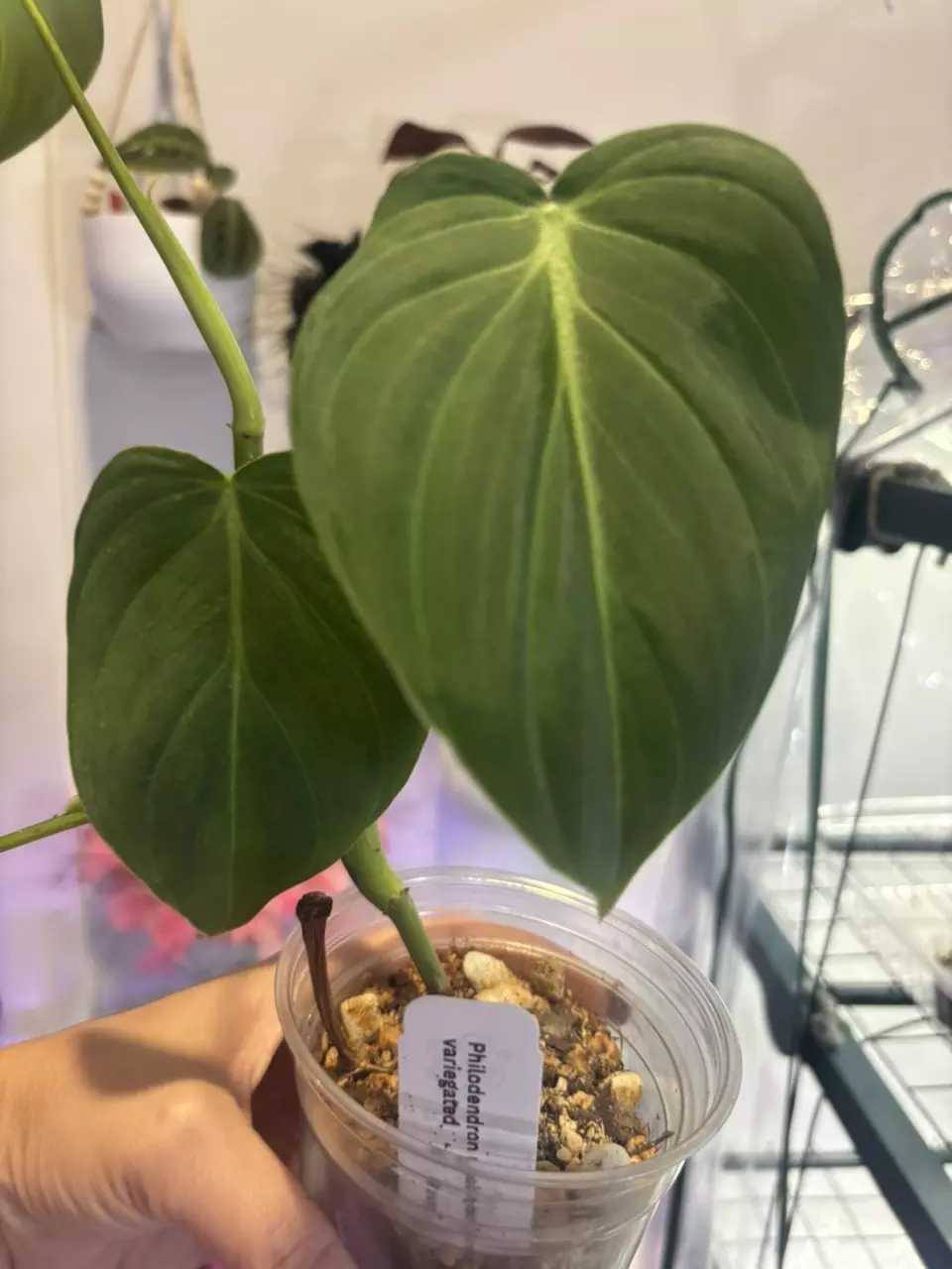 plant/Philodendron melano var revert-1